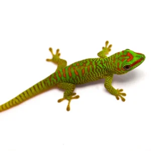 Other Geckos For Sale