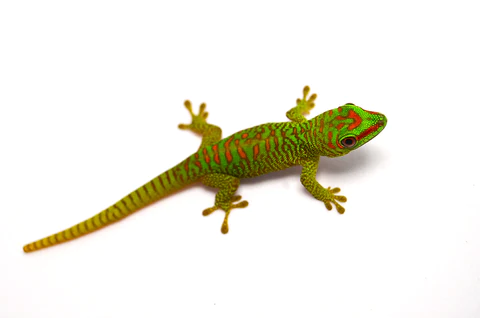 Baby Crimson Giant Day Gecko For Sale