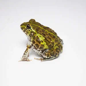 Other Frogs For Sale