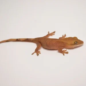 Tail gecko For Sale