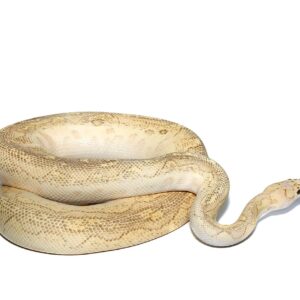 Pastel Lesser Clown Ball Python For Sale
