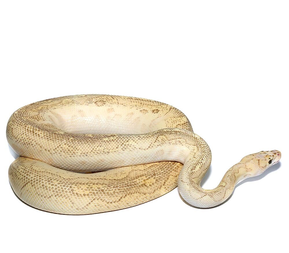 Pastel Lesser Clown Ball Python For Sale