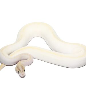 Male Ivory Enchi Het Pied Ball Python For Sale