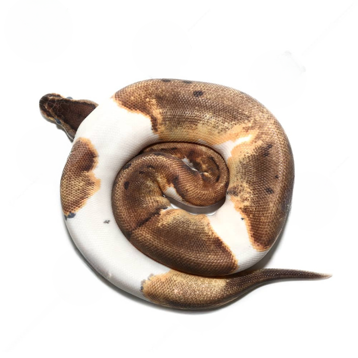 Female Pinstripe Enchi Pied Ball Python For Sale