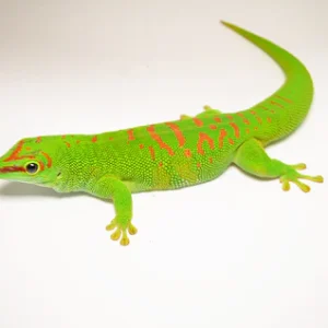 Baby Crimson Giant Day Gecko For Sale