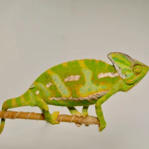 Adult Veiled Chameleon For Sale