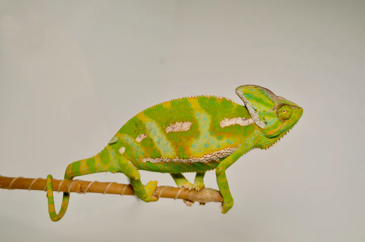 Adult Veiled Chameleon For Sale