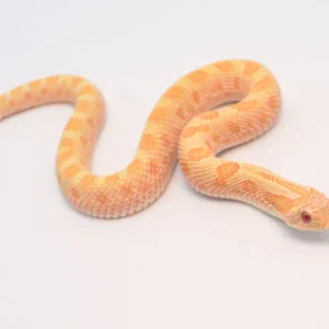 Albino Anaconda Western Hognose Snake For Sale