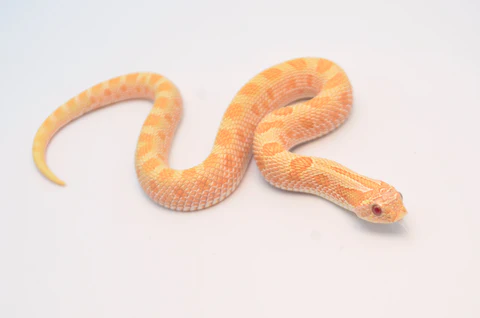 Albino Anaconda Western Hognose Snake For Sale