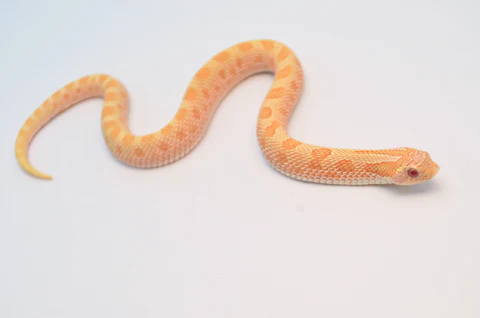 Albino Anaconda Western Hognose Snake For Sale - Image 3