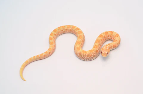 Albino Anaconda Western Hognose Snake For Sale - Image 4