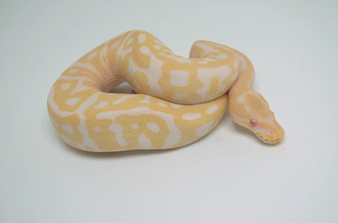 Baby Female High White Scaleless Head Pied Ball Python For Sale - Image 2