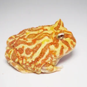 Albino Pacman Frog For Sale