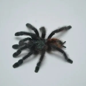 Antilles Pinktoe Tarantula For Sale