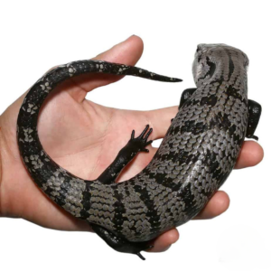 Axanthic Halmahera Blue Tongue Skink For Sale