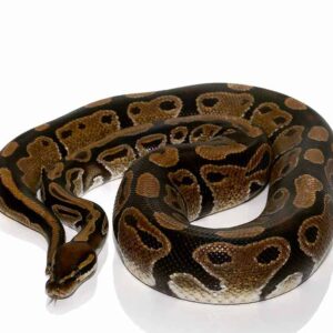 Adult Classic Ball Python For Sale