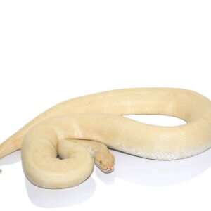 Adult Female Albino Ball Python For Sale