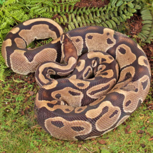 Adult Female Het Albino Pied Ball Python For Sale