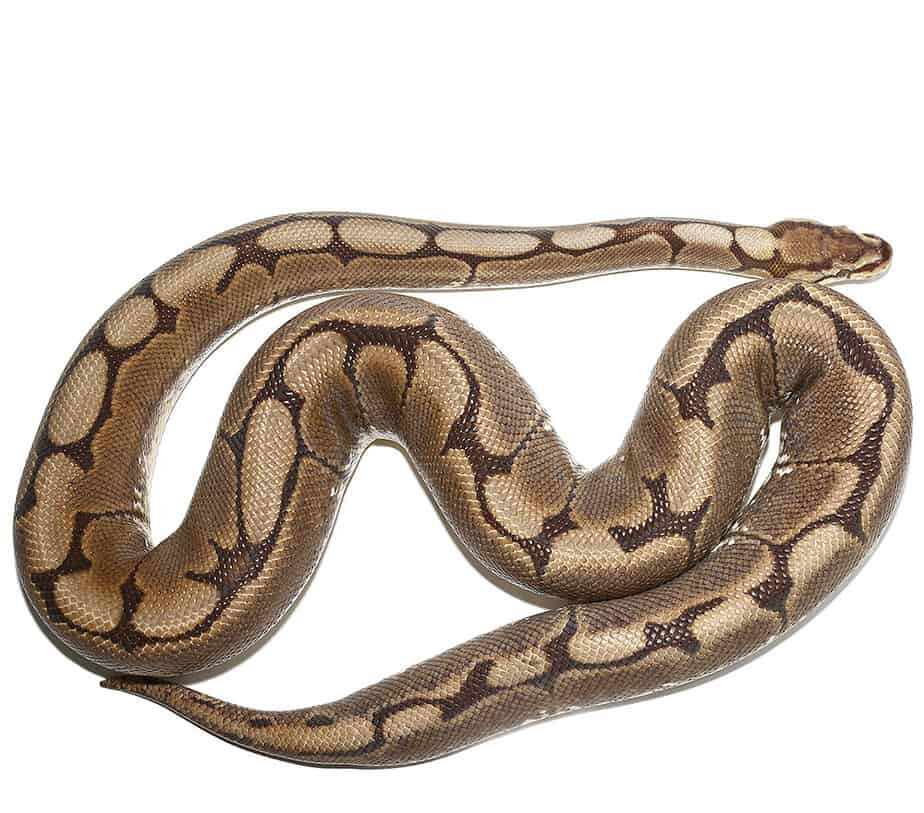 Adult Female Spider Ball Python For Sale