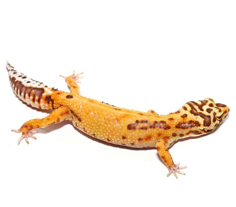 Adult Female Tangerine Albino Striped Tail Leopard Gecko For Sale