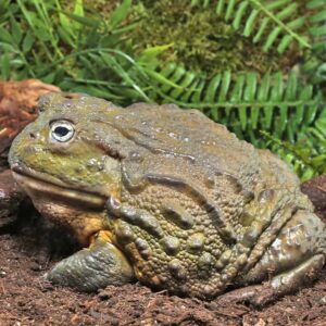 Adult Giant Pixie Frog For Sale