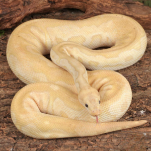 Adult Male Banana Fire Clown Ball Python For Sale
