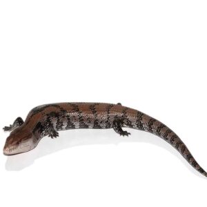 Adult Merauke Blue Tongue Skink For Sale