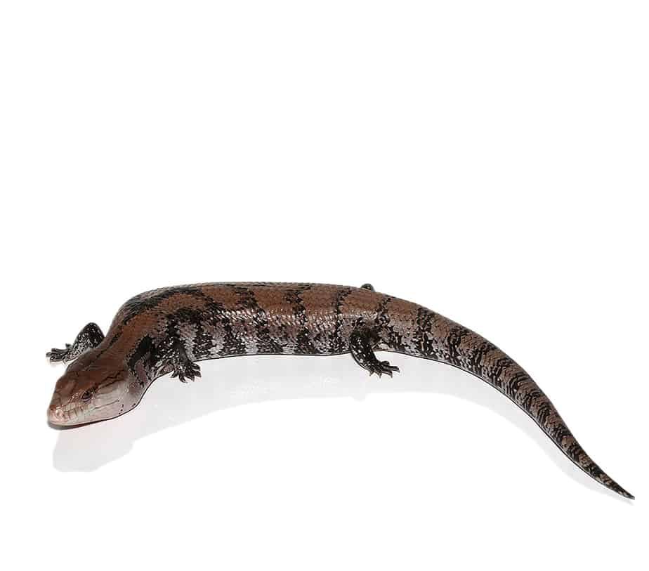 Adult Merauke Blue Tongue Skink For Sale