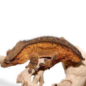 Adult Phantom Pinstripe Crested Gecko For Sale