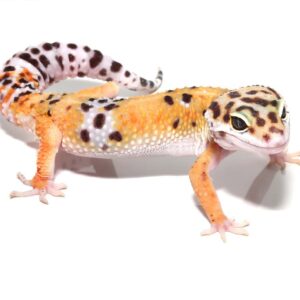 Adult Tangerine Leopard Gecko For Sale