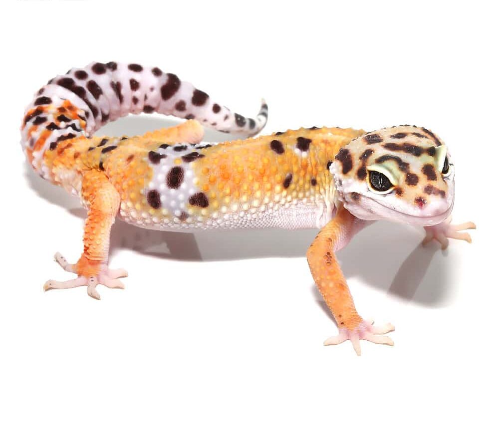 Adult Tangerine Leopard Gecko For Sale