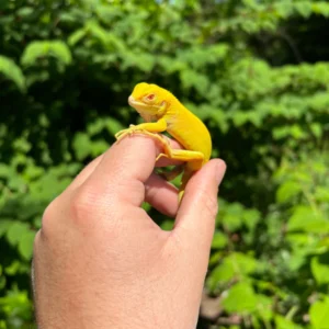 Albino Green Iguana For Sale