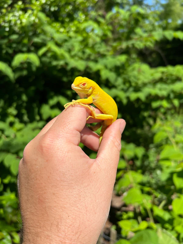 Albino Green Iguana For Sale