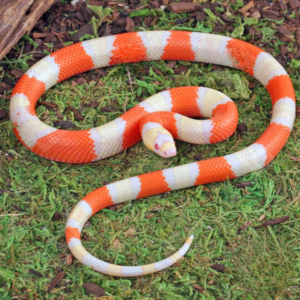 Albino Honduran Milksnake For Sale