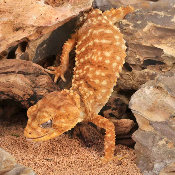 Amyae Knobtail Gecko For Sale