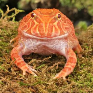 Apricot Pacman Frog For Sale