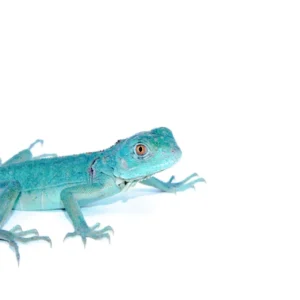 Baby Blue Axanthic Iguana For Sale
