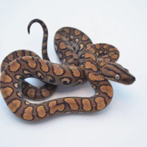 Baby Brazilian Rainbow Boa For Sale