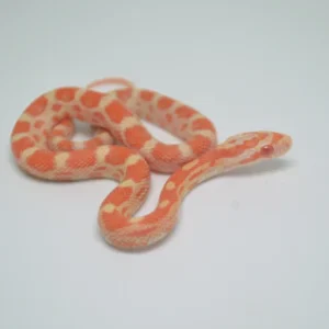 Baby Creamsicle Cornsnake For Sale