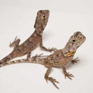 Baby Frilled Dragon For Sale