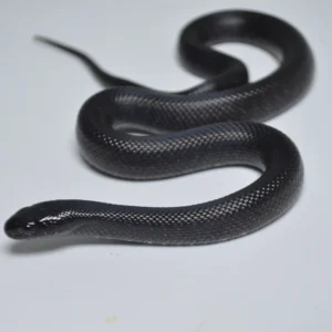 Baby Mexican Black Kingsnake For Sale