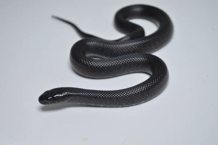Baby Mexican Black Kingsnake For Sale