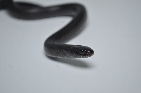 Baby Mexican Black Kingsnake For Sale - Image 3