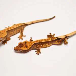 OTHER NEW CALEDONIAN GECKOS For Sale
