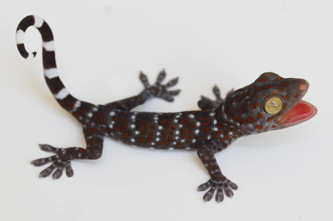 Satanic Leaftail Gecko For Sale - Image 2