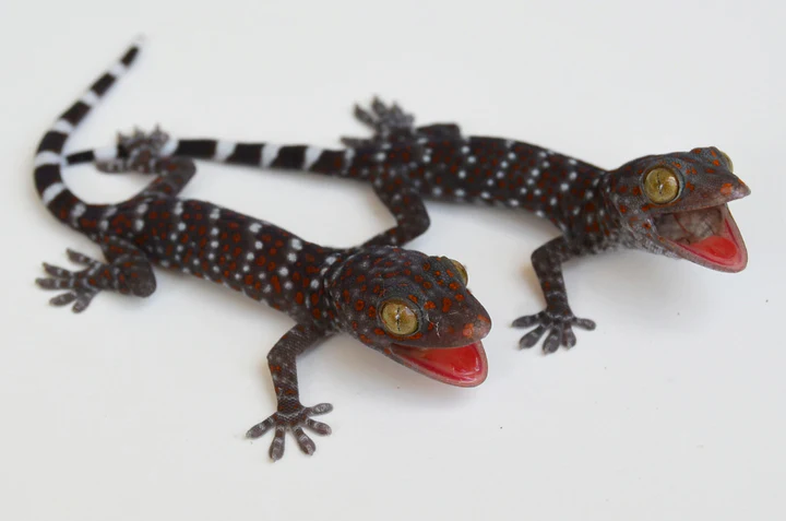 Satanic Leaftail Gecko For Sale - Image 3