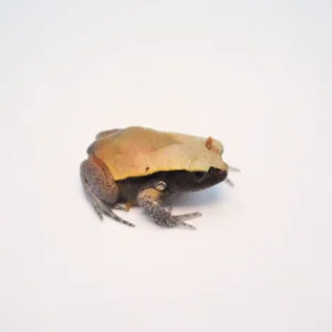 Baby Tomato Frog For Sale