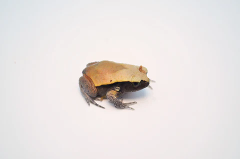 Baby Tomato Frog For Sale
