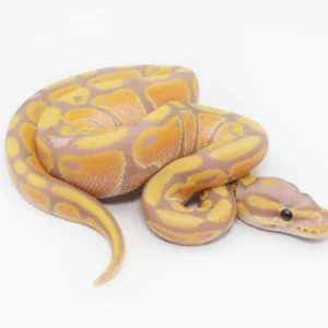Baby Banana Ball Python For Sale