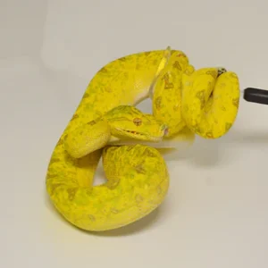 Baby Biak Green Tree Python For Sale